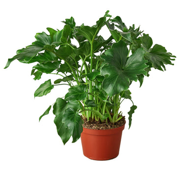 Philodendron ‘Little Hope'