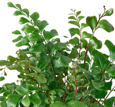 Mahogany Fern