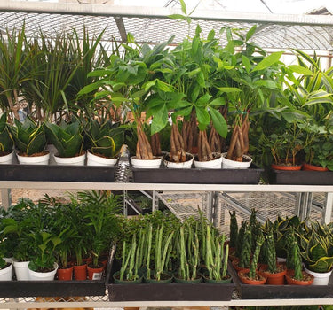 1 Mystery Plant Monthly Subscription Box