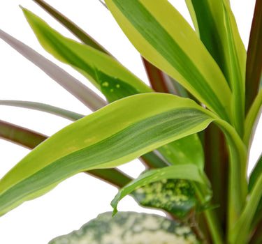 Dracaena 'Combo'