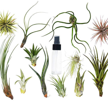 Tillandsia Air Plant Variety Pack w/ Spray Bottle