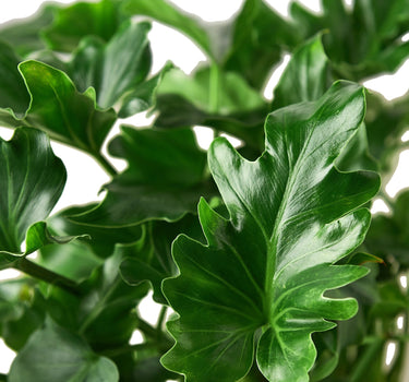 Philodendron ‘Little Hope'