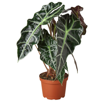 Alocasia Polly 'African Mask'