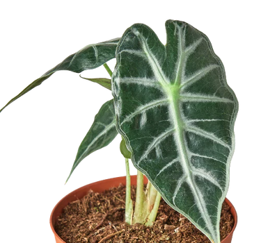 Alocasia Amazonica 'Bambino'