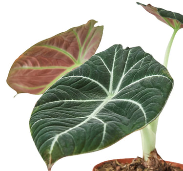 Alocasia Reginula 'Black Velvet'