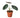 Alocasia Reginula 'Black Velvet' - 6" Pot - NURSERY POT ONLY