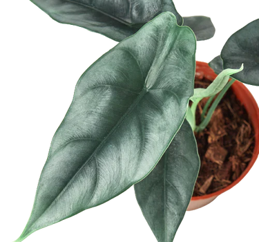 Alocasia Amazonica 'Reversa'