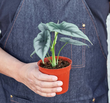 Alocasia Amazonica 'Reversa'