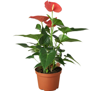 Anthurium 'Pink'