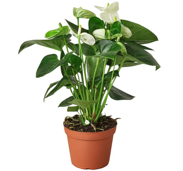 Anthurium 'White'