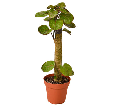 Aralia Fabian Stump 'Polyscias Scutellaria'