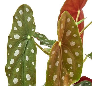 Begonia 'Maculata'