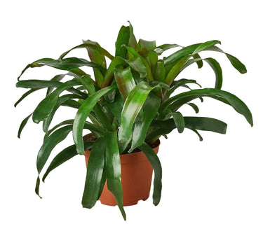 Bromeliad 'Fireball'