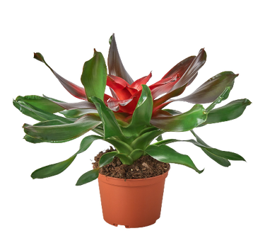 Bromeliad Medusa