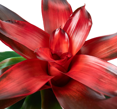 Bromeliad Medusa