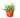 Rat Tail Cactus
