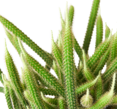 Rat Tail Cactus