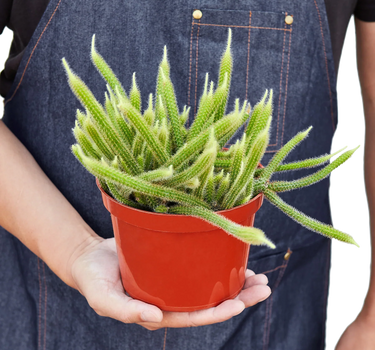 Rat Tail Cactus