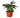 Calathea 'Beauty Star' - 6" Pot - NURSERY POT ONLY