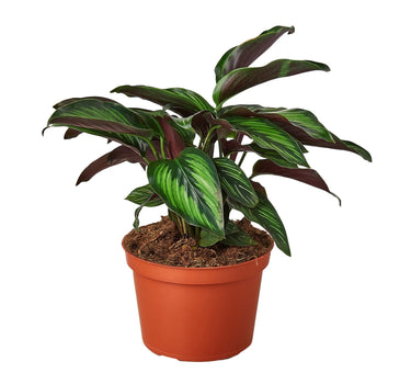Calathea 'Beauty Star' - 6" Pot - NURSERY POT ONLY