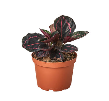 Calathea 'Dottie'