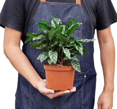 Calathea Concinna 'Freddie'