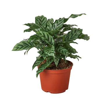 Calathea Concinna 'Freddie'