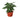 Calathea Concinna 'Freddie' - 6" Pot - NURSERY POT ONLY