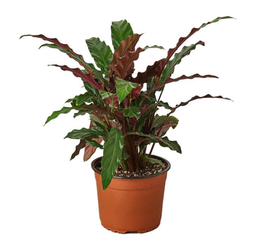Calathea Rufibarba 'Furry Feather'