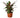 Calathea Rufibarba 'Furry Feather' - 6" Pot - NURSERY POT ONLY