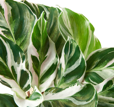 Calathea 'White Fusion'