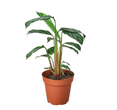 Calathea 'Grey Star'
