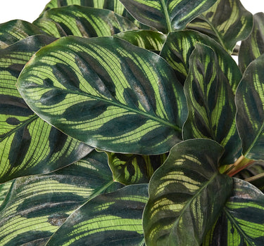 Calathea 'Makoyana'