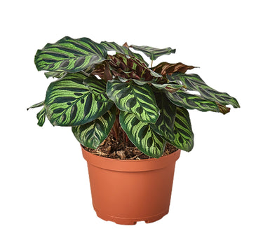 Calathea 'Makoyana'