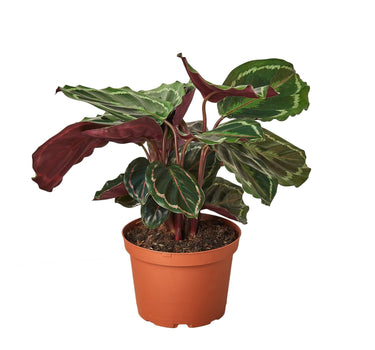 Calathea Roseopicta 'Medallion'