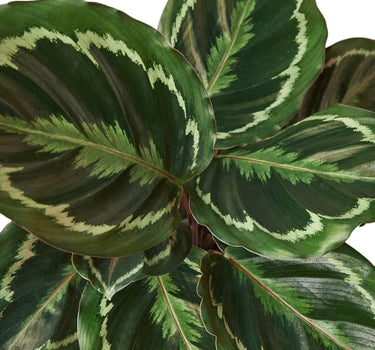 Calathea Roseopicta 'Medallion'