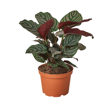 Calathea 'Ornata'
