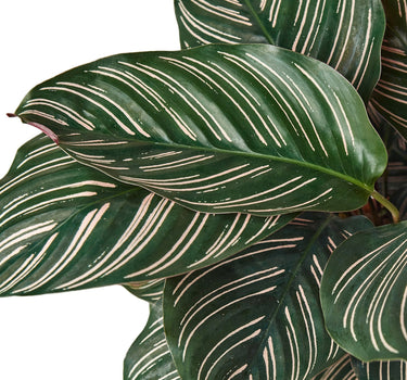 Calathea 'Ornata'