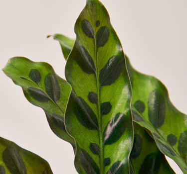 Calathea Lancifolia 'Rattlesnake' - House Plant Shop
