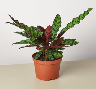 Calathea Lancifolia 'Rattlesnake' - House Plant Shop