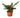 Calathea Lancifolia 'Rattlesnake' - 6" Pot - NURSERY POT ONLY