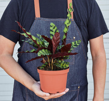 Calathea Lancifolia 'Rattlesnake' - House Plant Shop