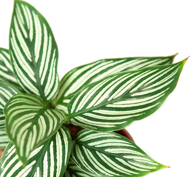 Calathea 'Vittata'