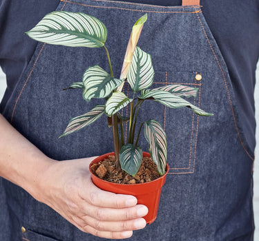 Calathea 'White Star'