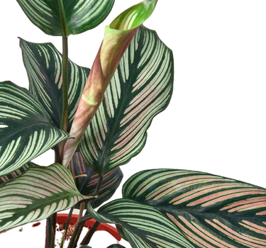 Calathea 'White Star'