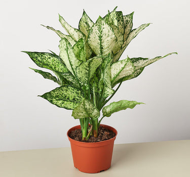 Chinese Evergreen 'First Diamond' - House Plant Shop