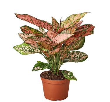 Chinese Evergreen 'Lady Valentine'