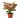 Chinese Evergreen 'Lady Valentine' - 6" Pot - NURSERY POT ONLY