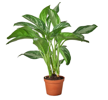Chinese Evergreen 'Silver Bay'