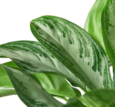 Chinese Evergreen 'Silver Bay'